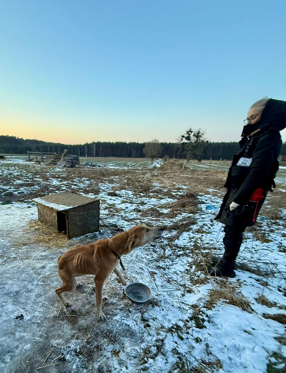 Jeżeli widzicie zwierzę na łańcuchu w mrozie, wychudzone, bez budy, bez wody i jedzenia – dzwońcie na 112, dzwońcie na policję, zgłaszajcie do organizacji. Dokumentujcie warunki wegetacji i stan tych zwierząt. My, w miarę sił i możliwości, będziemy pomagać!
interwencja z dziś
