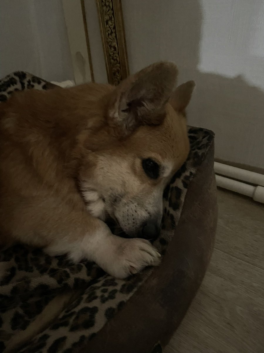 I’m writing this post through tears, my dog passed away two days ago; he was 10 :(

Rest in peace, my woolly friend…