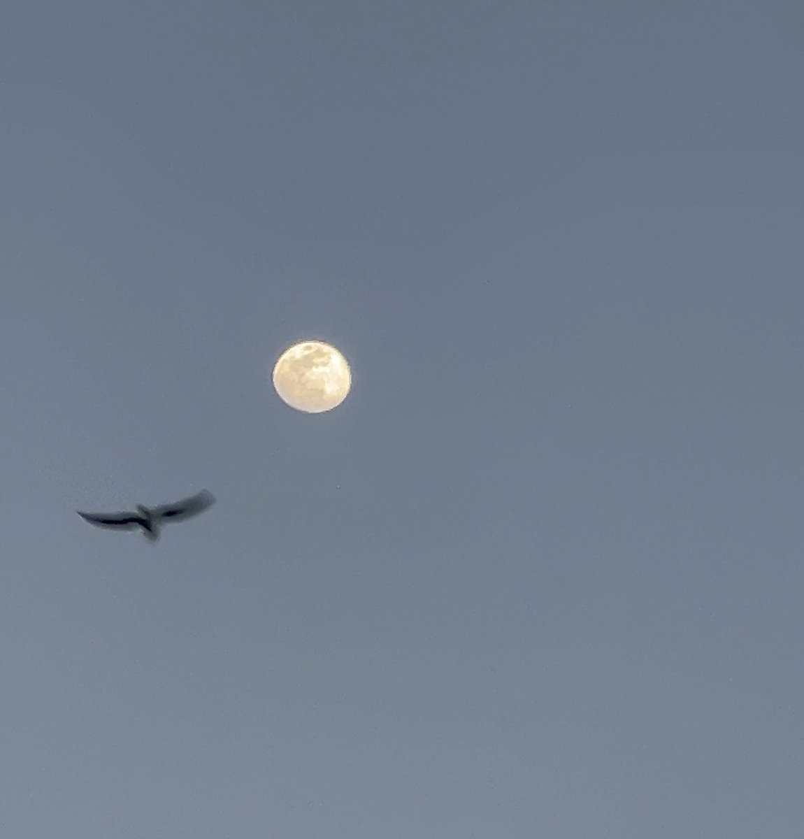 r (@moonittself) on Twitter photo 