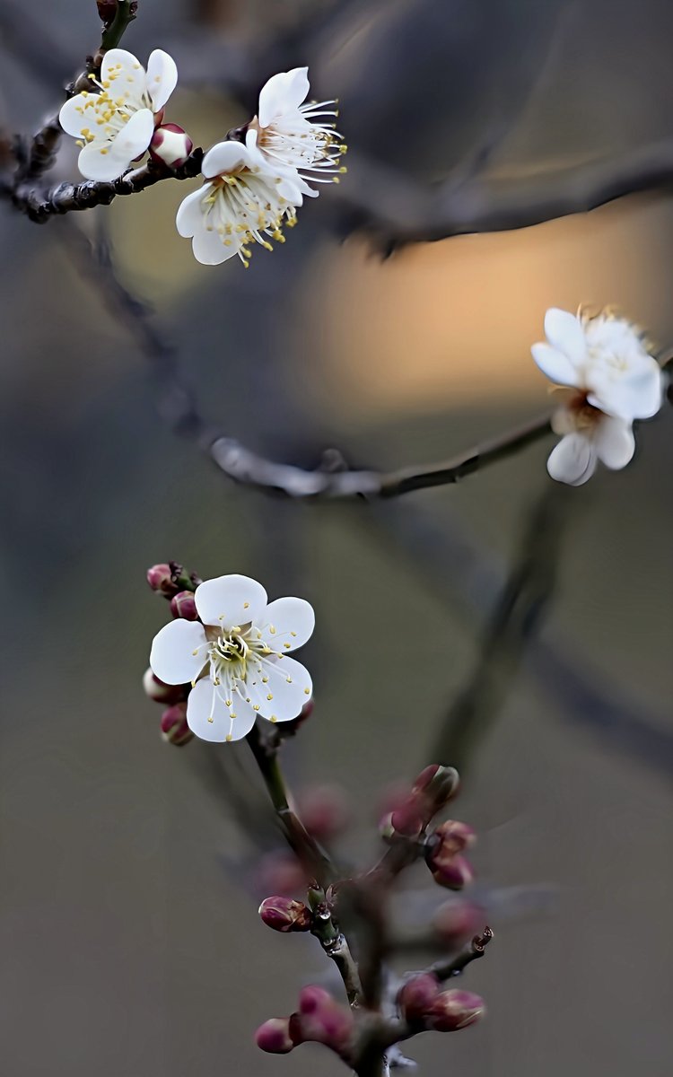 akanedoh's tweet photo. 明日もお仕事なので
寝まーす(*´ｰ`*)
良い夢を •*¨*•.¸¸🌛

#photography #ｷﾘﾄﾘｾｶｲ #写真好きな人と繋がりたい #地味な人が撮る地味な写真 https://t.co/yIEjL0N2OE