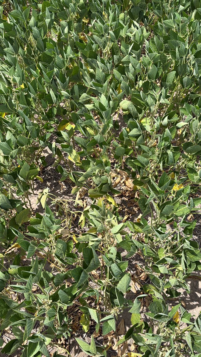 Juan C. Sampaoli tweet media