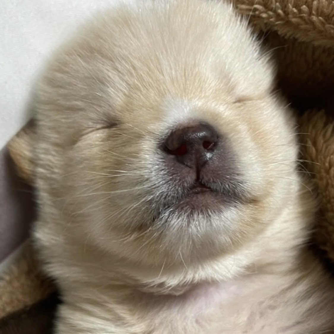 똥개 운학 tweet media