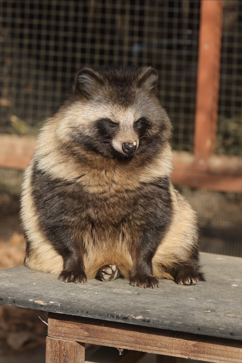 よくタヌキ座りって呼ばれてるタヌキの座り方。