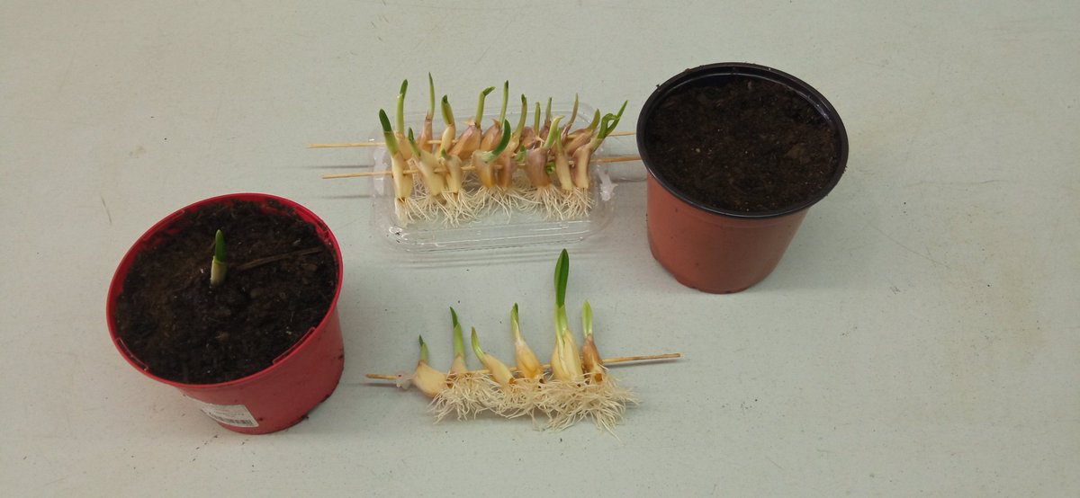 DeRhuam's tweet photo. Comenzamos 2026 con el cultivo de ajos y sus usos en el huerto, acompañadas de l@s vecin@s de Móstoles. Ha sido un placer compartir está mañana con vosotr@s! 🌱🧄🧅
@sistemasmedioambientales
@mostoleseducacionambiental
@ayto_mostoles
#huertosurbanos
#huertosdelaRhuam https://t.co/OJdP3caOss