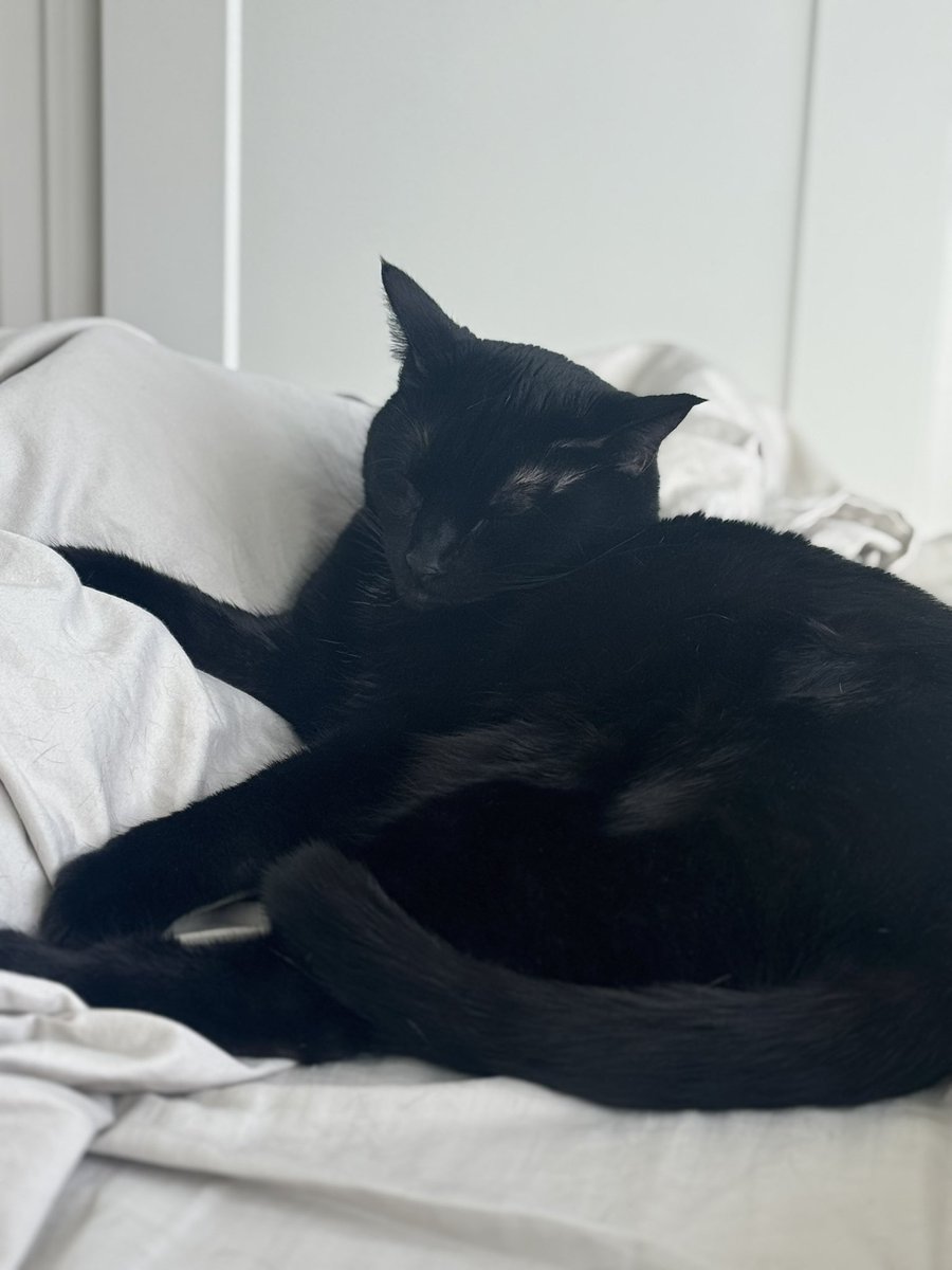 Mongee Sr. tweet media