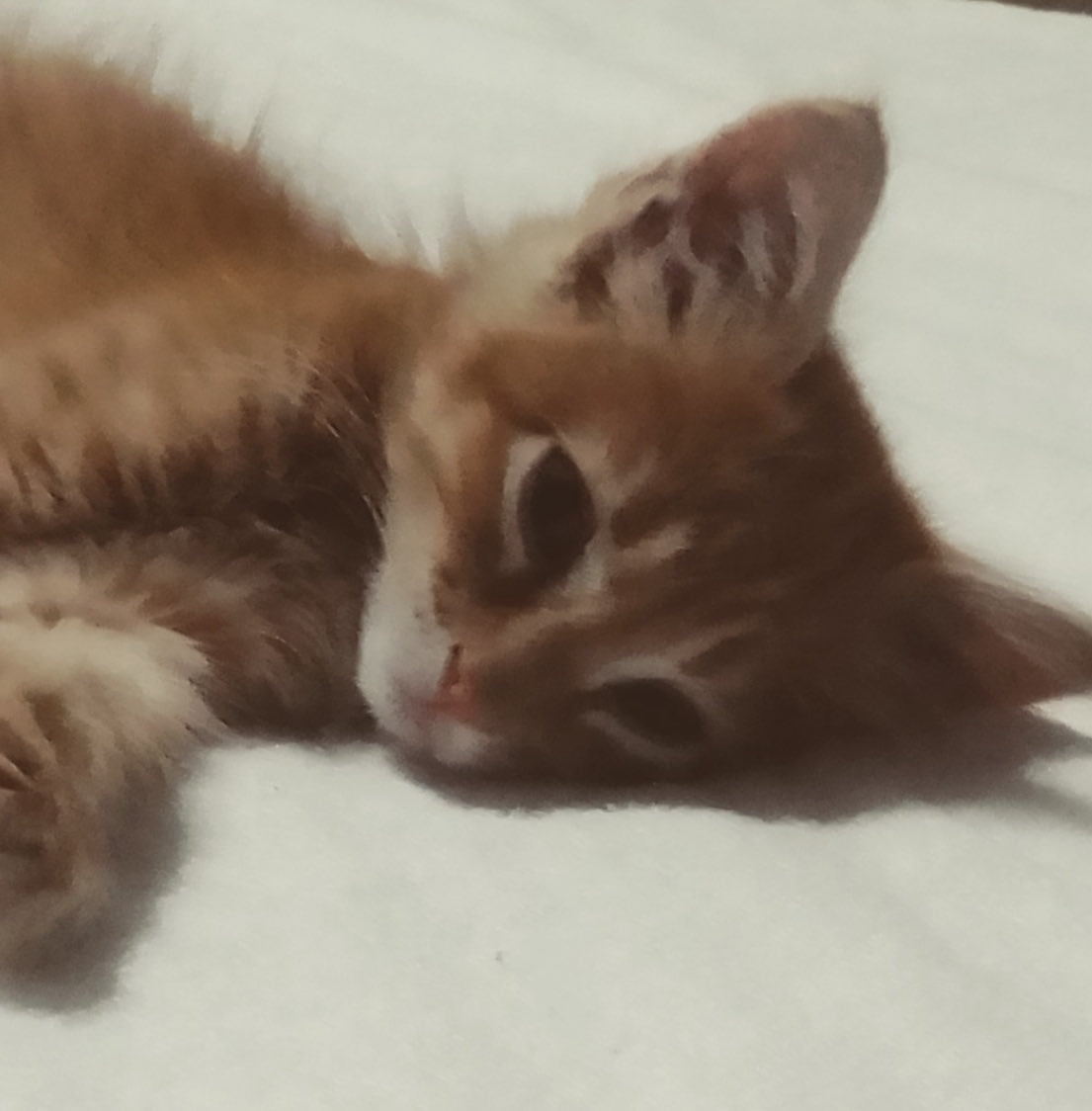 iris0animations tweet media