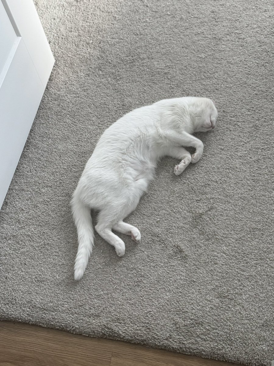 Mongee Sr. tweet media