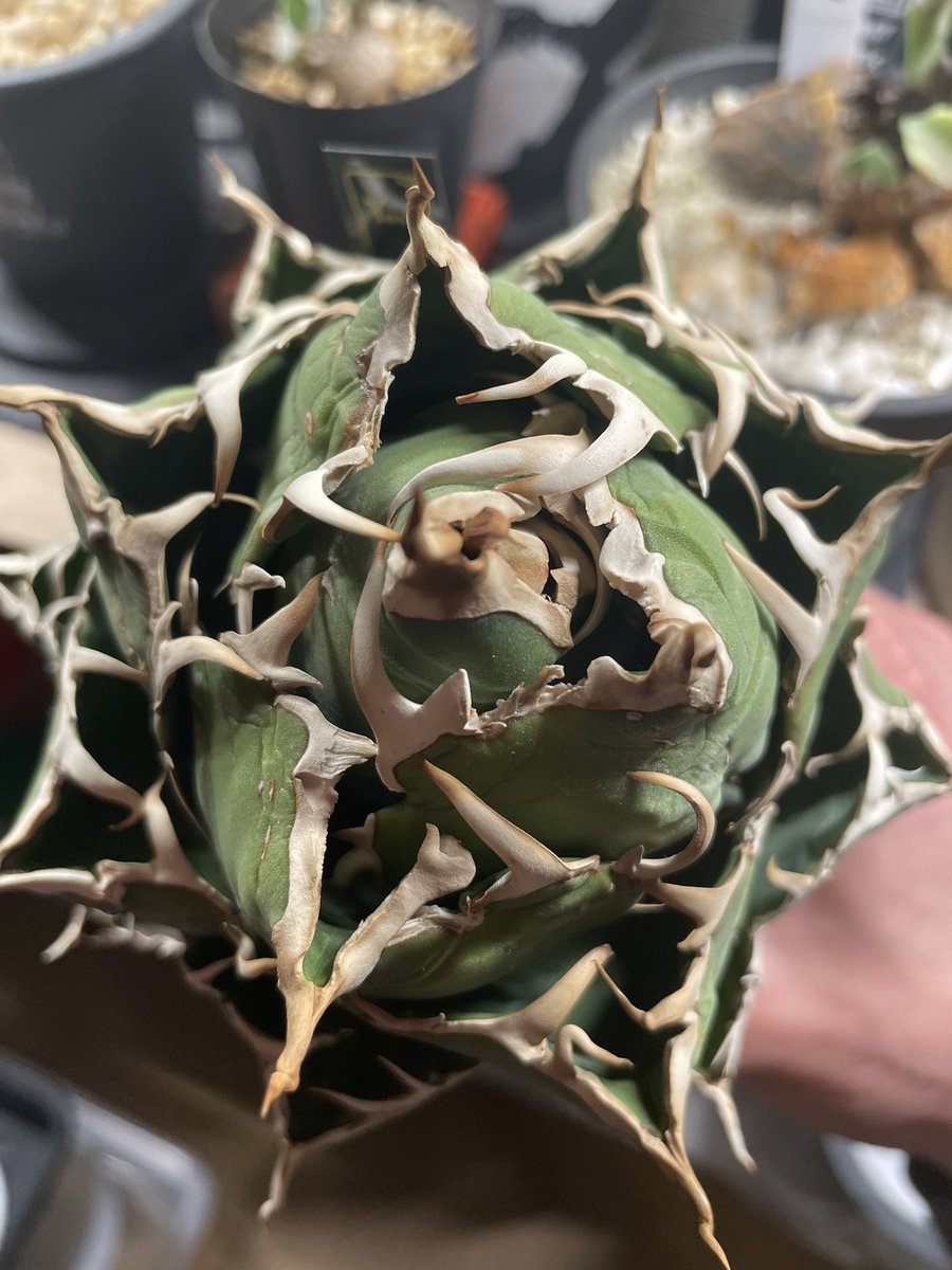 植育より植欲【ともplants】 tweet media
