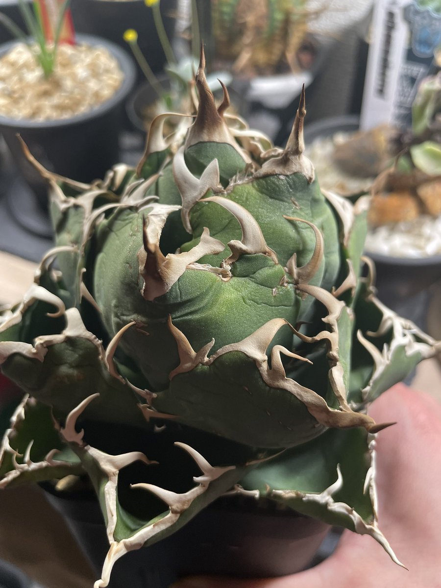 植育より植欲【ともplants】 tweet media
