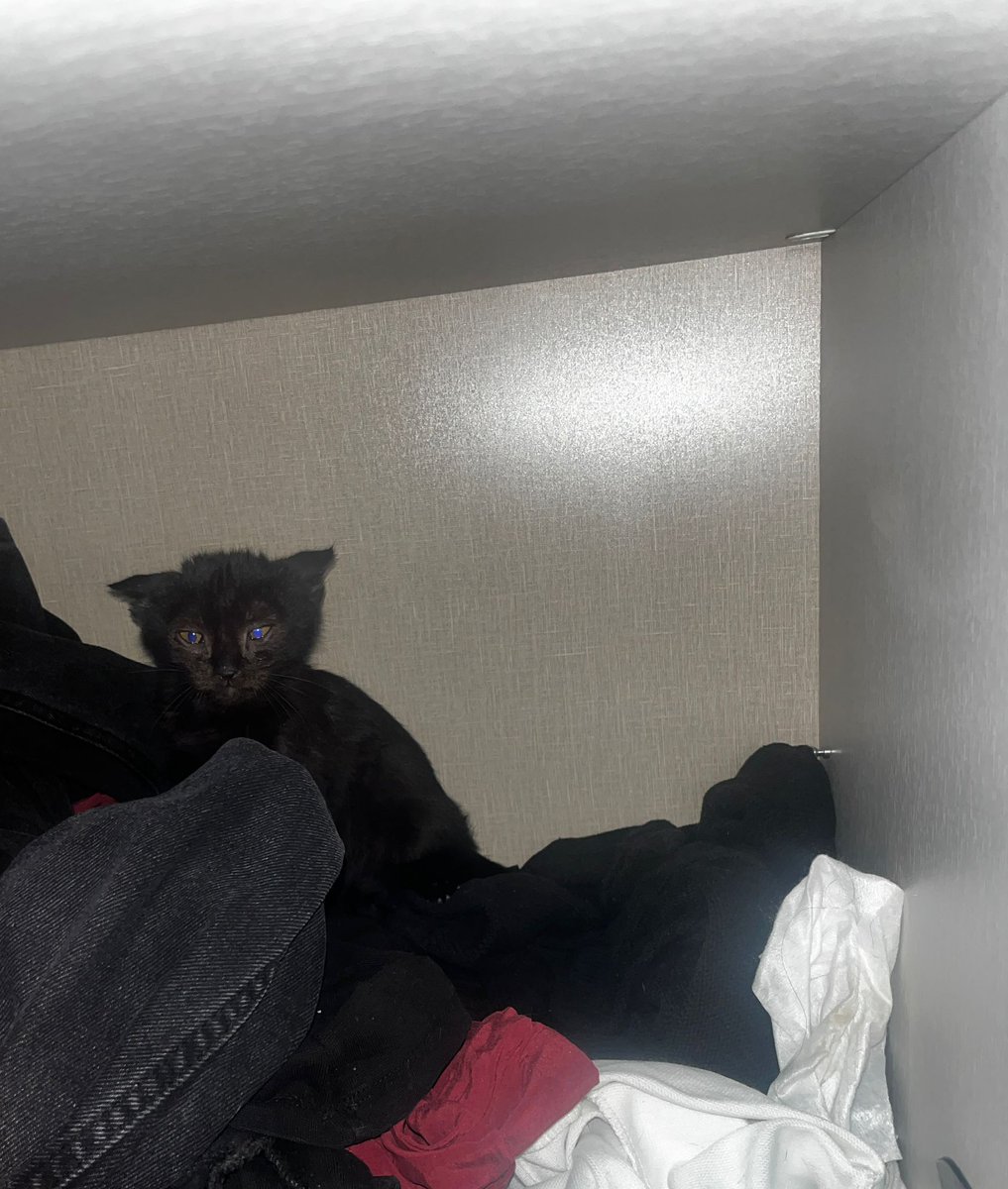 ACİL GEÇİCİ/KALICI YUVA
Kardeşi gitti yalnız kaldı :((, bir parmak boyunda bile değil lütfen rt yapalım çok zamanı yok,İzmir.