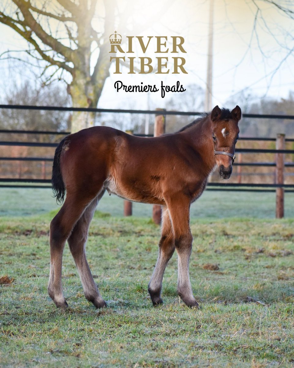 @RIVERTIBER Stallion tweet media