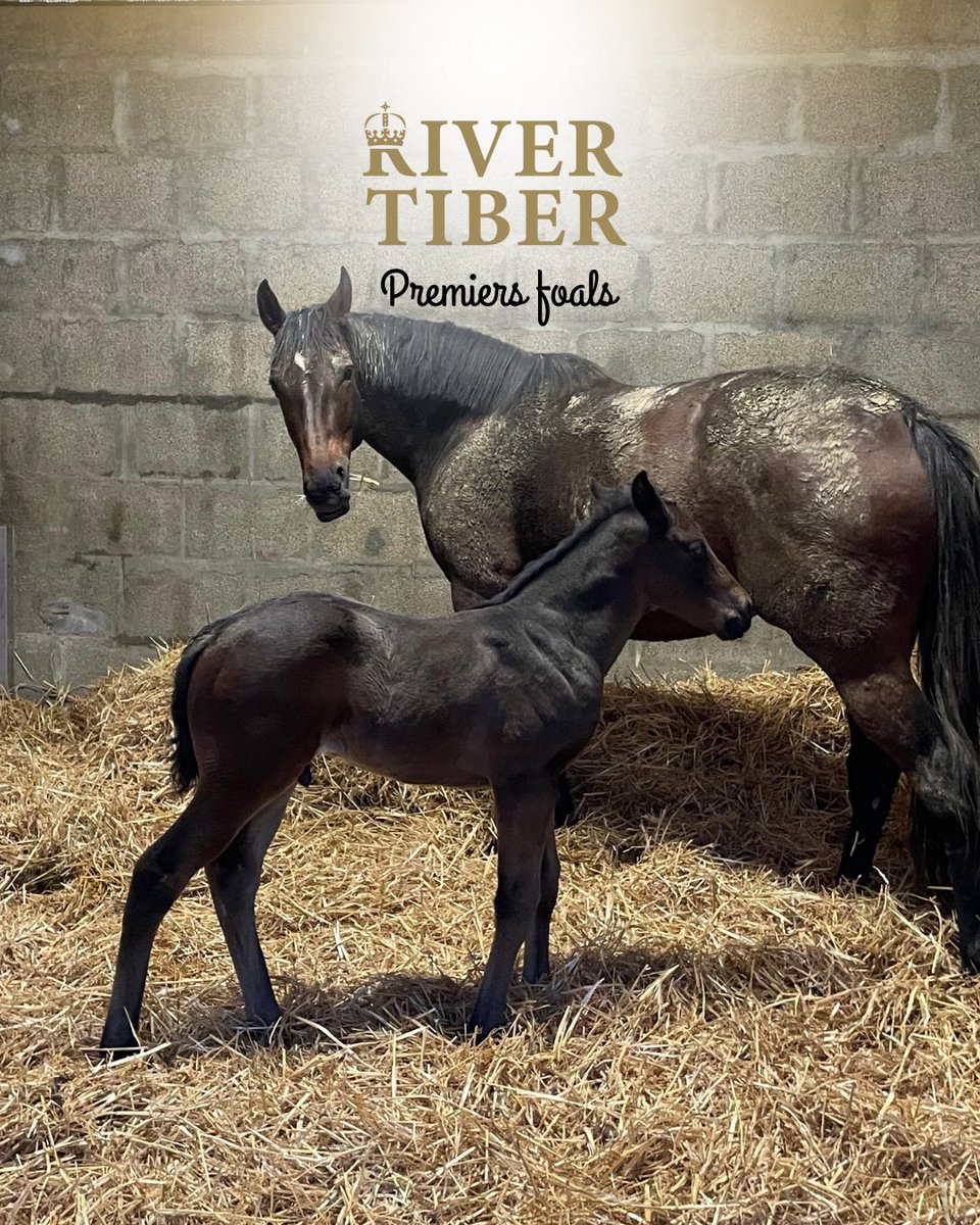 @RIVERTIBER Stallion tweet media