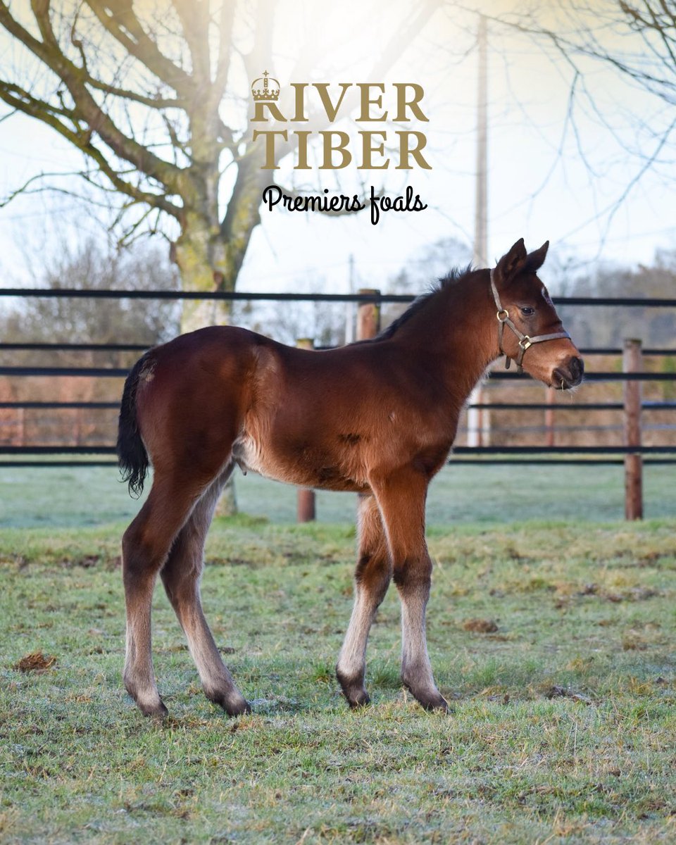 @RIVERTIBER Stallion tweet media