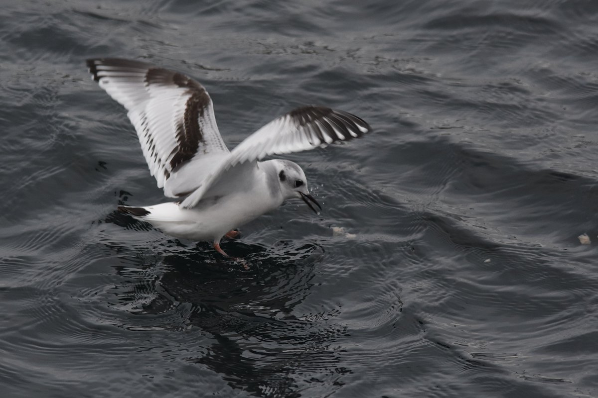 atgrims's tweet photo. Lucky to find this young Little Gull inside and outside the Southern harbour today #Utsira https://t.co/qbWvy2ORAh