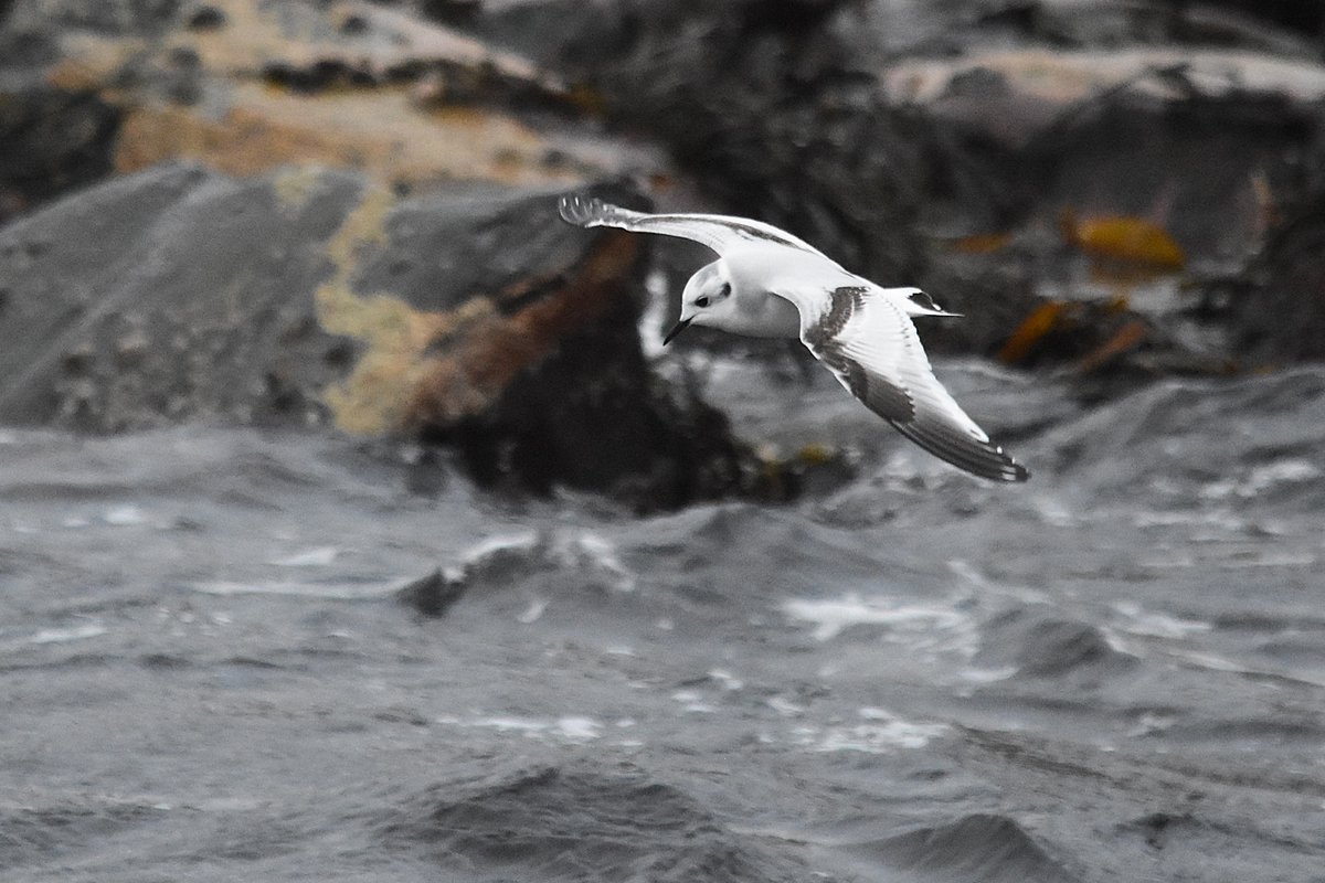 atgrims's tweet photo. Lucky to find this young Little Gull inside and outside the Southern harbour today #Utsira https://t.co/qbWvy2ORAh