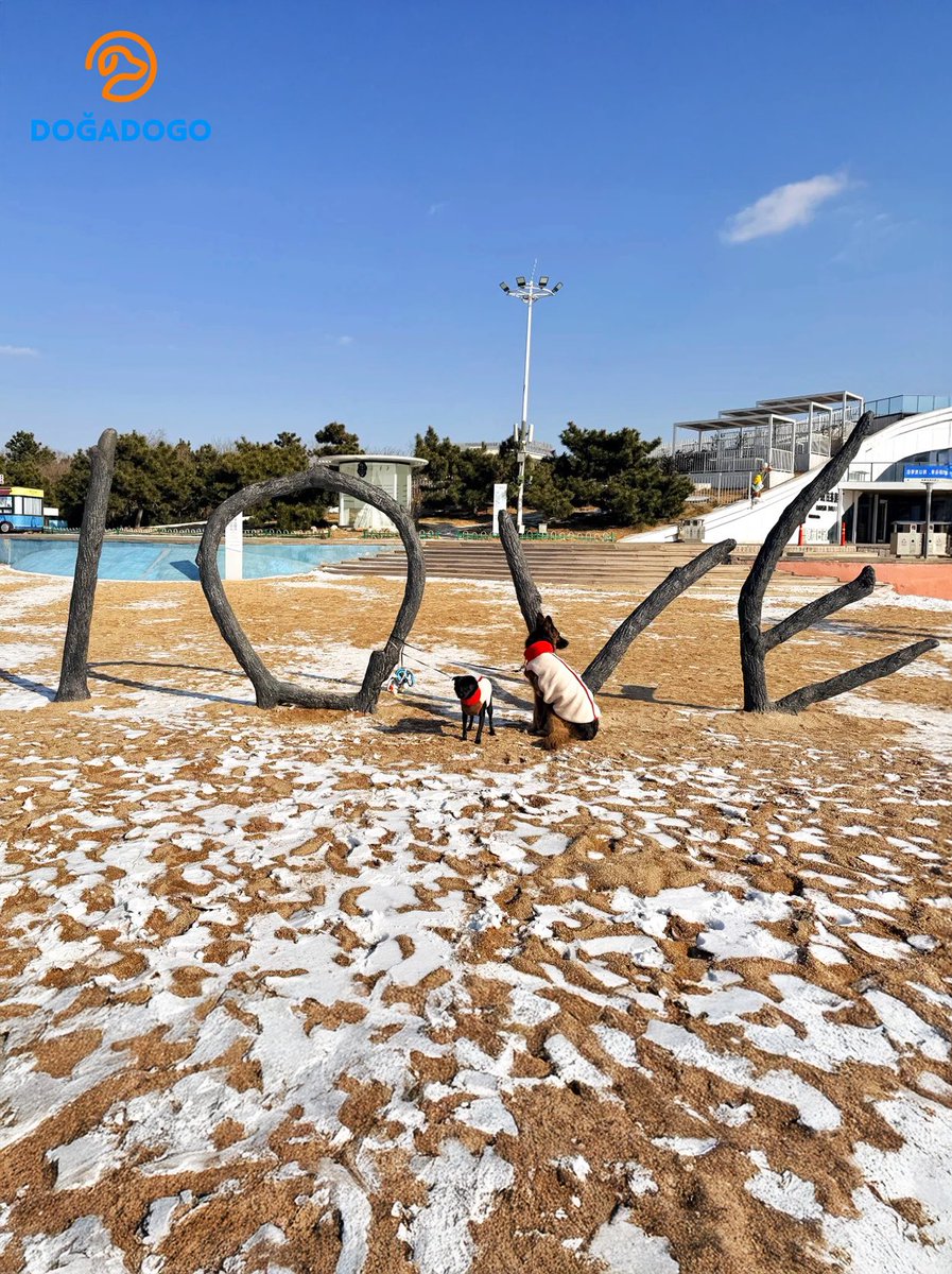 dogadogo2023's tweet image. Winter light, open space, and dogs exactly as they are.
No posing. No direction. Just being there.

Dogs belong outdoors.

#DGDG #DOGADOGO #DogsGoAnywhere #DogPhotography #OutdoorDogs #WinterLight