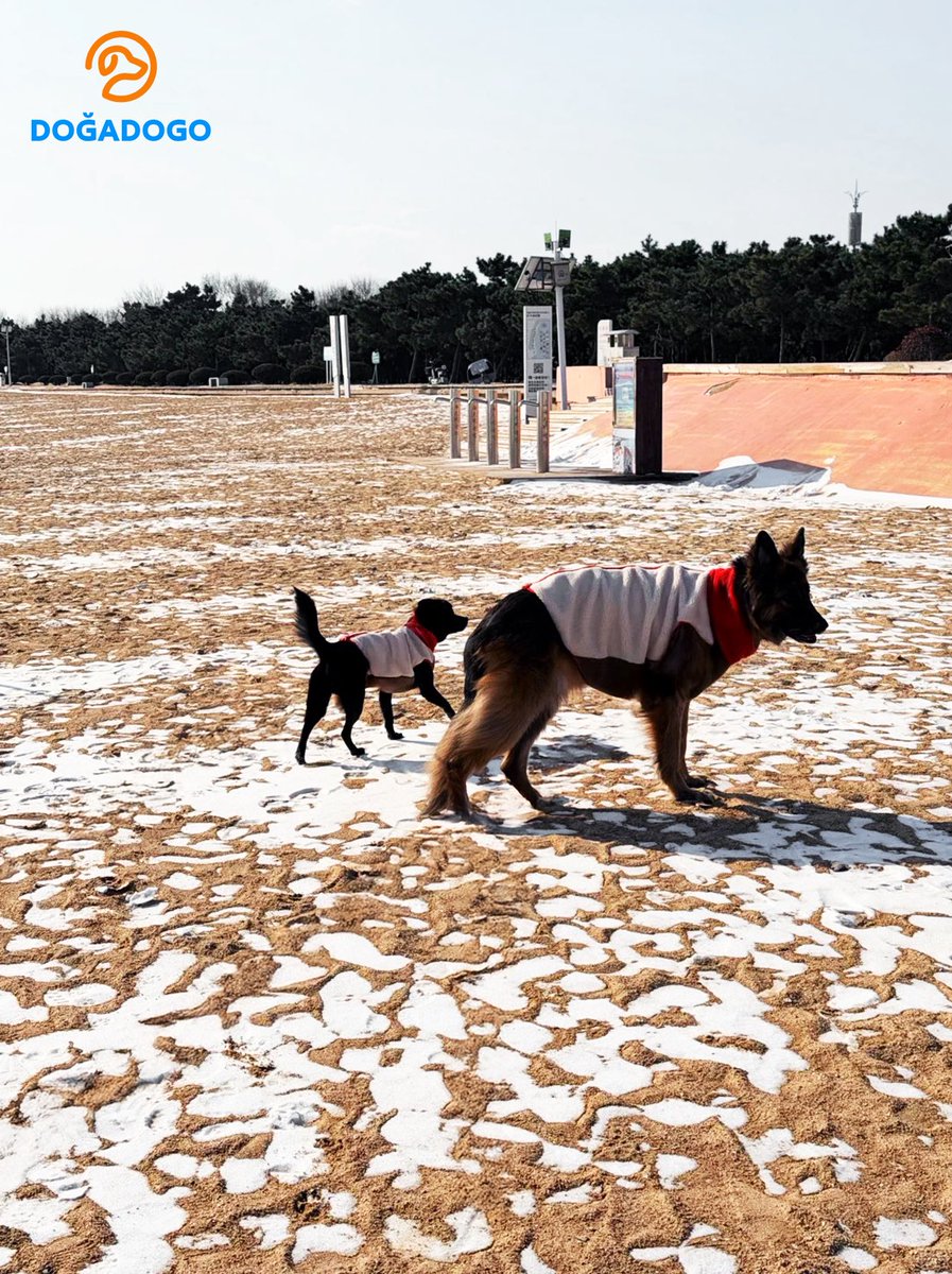 dogadogo2023's tweet image. Winter light, open space, and dogs exactly as they are.
No posing. No direction. Just being there.

Dogs belong outdoors.

#DGDG #DOGADOGO #DogsGoAnywhere #DogPhotography #OutdoorDogs #WinterLight