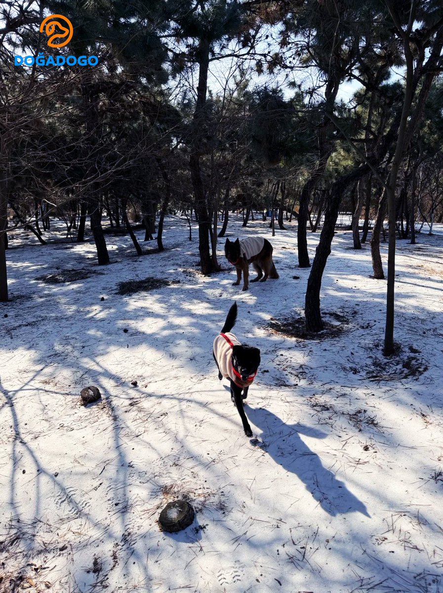 dogadogo2023's tweet image. Winter light, open space, and dogs exactly as they are.
No posing. No direction. Just being there.

Dogs belong outdoors.

#DGDG #DOGADOGO #DogsGoAnywhere #DogPhotography #OutdoorDogs #WinterLight