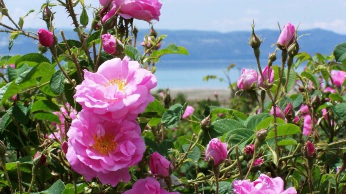 Abdelqader 💙 tweet media