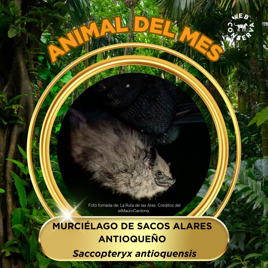 WebConserva tweet media