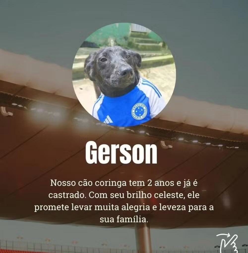 "Paquetá, "Savarina", "Tia Leila": animais ganham nomes de personagens do futebol em campanha de adoção.

A iniciativa é do Canil Municipal de Juiz de Fora, em Minas Gerais.

Os animais foram batizados com nomes em referência a alguns personagens do futebol brasileiro, como