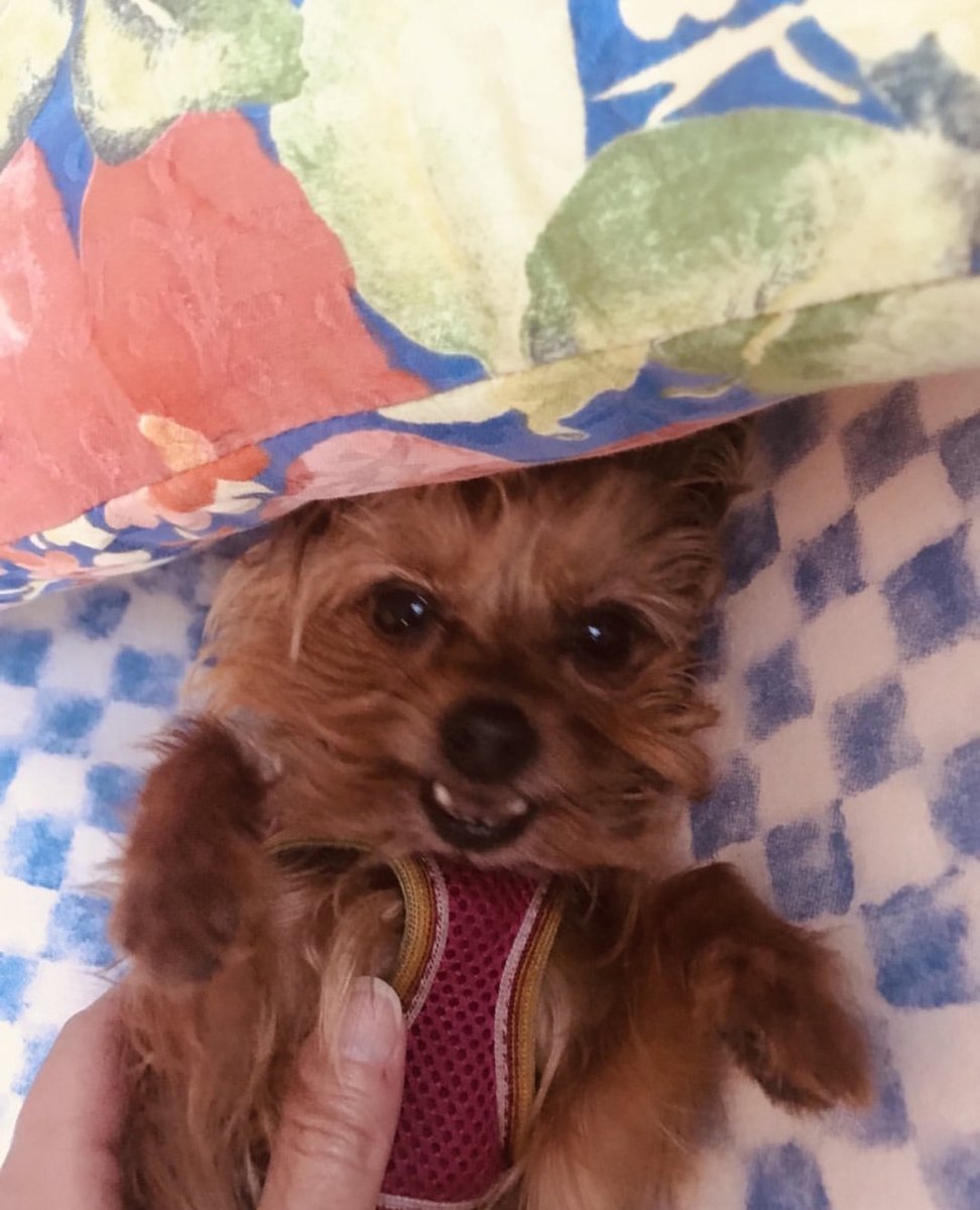 CHLipscombe's tweet photo. @Jason Lucy ❤️🐶 https://t.co/4k67aWyhT8