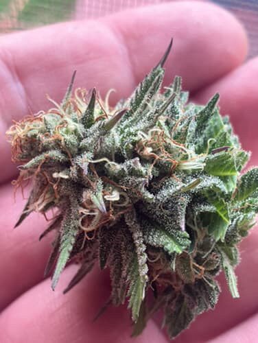 AroundTheF1RE's tweet photo. One of the finished phenos of Gypsy Juice. Still an F1 so still needs some refining but the f1s have some crazy winners!  From tootsie roll and leather to funky rubber cheese. The nose is 1 thing but the effect!  Amazing so far no complaints from our testers or ourselves! https://t.co/CTs2QWyO2t