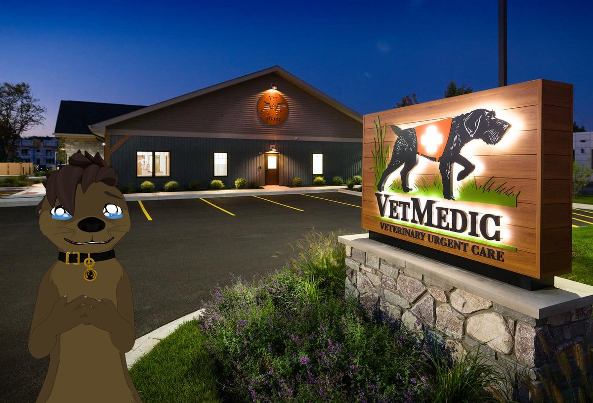 Lycos 🐾 tweet media