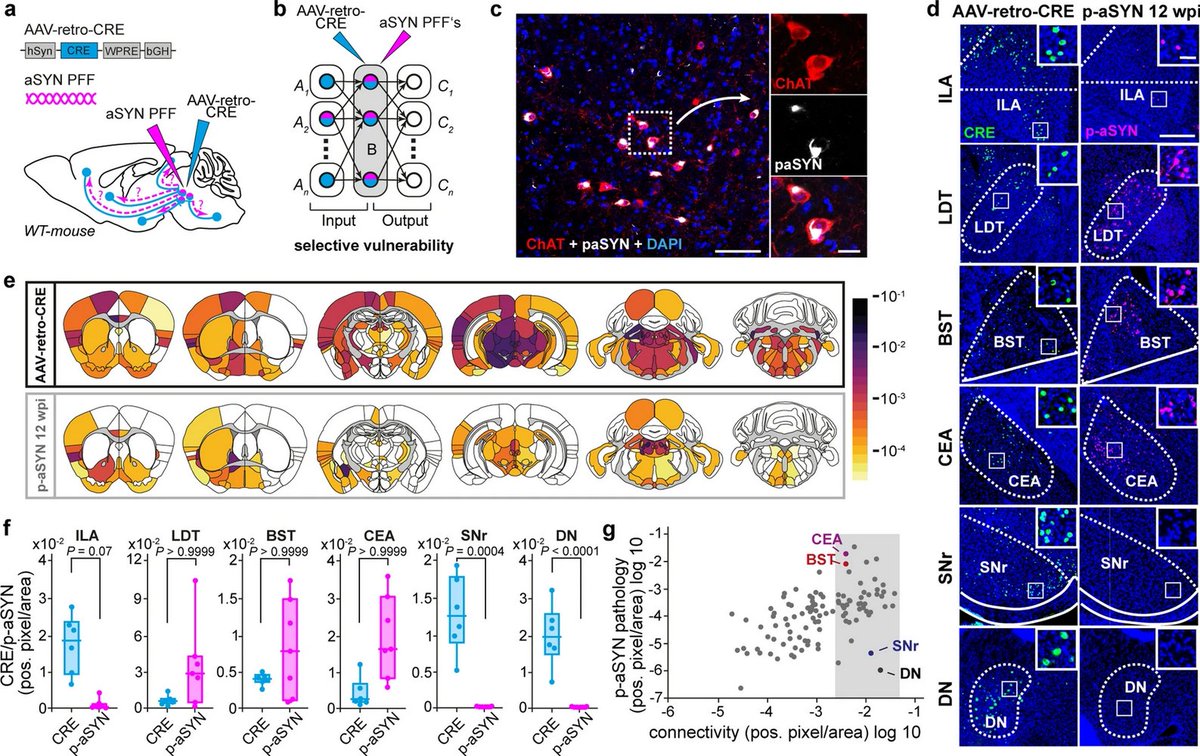 ScienceofPD's tweet photo. New paper mapping cellular vulnerability to #Parkinsons-associated a-synuclein in mice finds"αSyn path. propagates along anatomical pathways, but cell-autonomous factors determine if a neuron exposed to misfolded αSyn will develop Lewy-like path. or not"
https://t.co/BM1UDbTlQ8 https://t.co/sY4EojyrcL