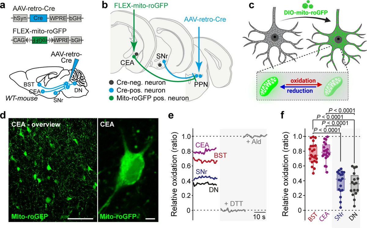 ScienceofPD's tweet photo. New paper mapping cellular vulnerability to #Parkinsons-associated a-synuclein in mice finds"αSyn path. propagates along anatomical pathways, but cell-autonomous factors determine if a neuron exposed to misfolded αSyn will develop Lewy-like path. or not"
https://t.co/BM1UDbTlQ8 https://t.co/sY4EojyrcL