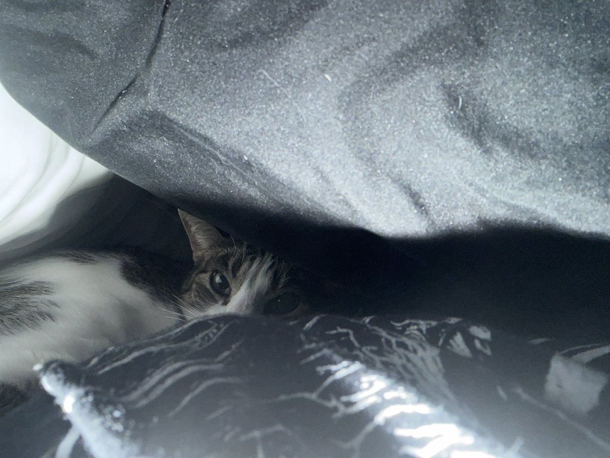 Linkin 💙Annie🌈 tweet media