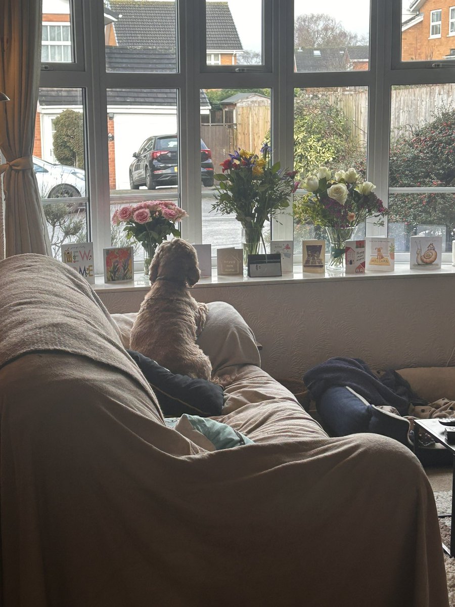 Ginny McGinFace 🐾🌻🇺🇦 tweet media