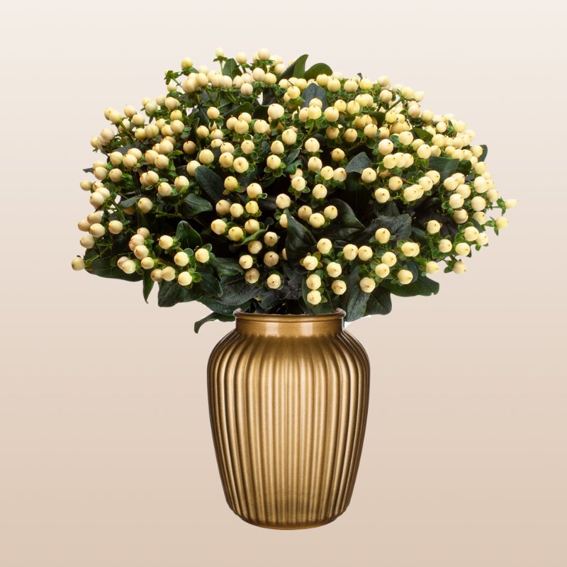 ebloomsdirect's tweet photo. Hypericum White FARM Fresh direct-Free Delivery USA omly https://t.co/L8guiTIXF3