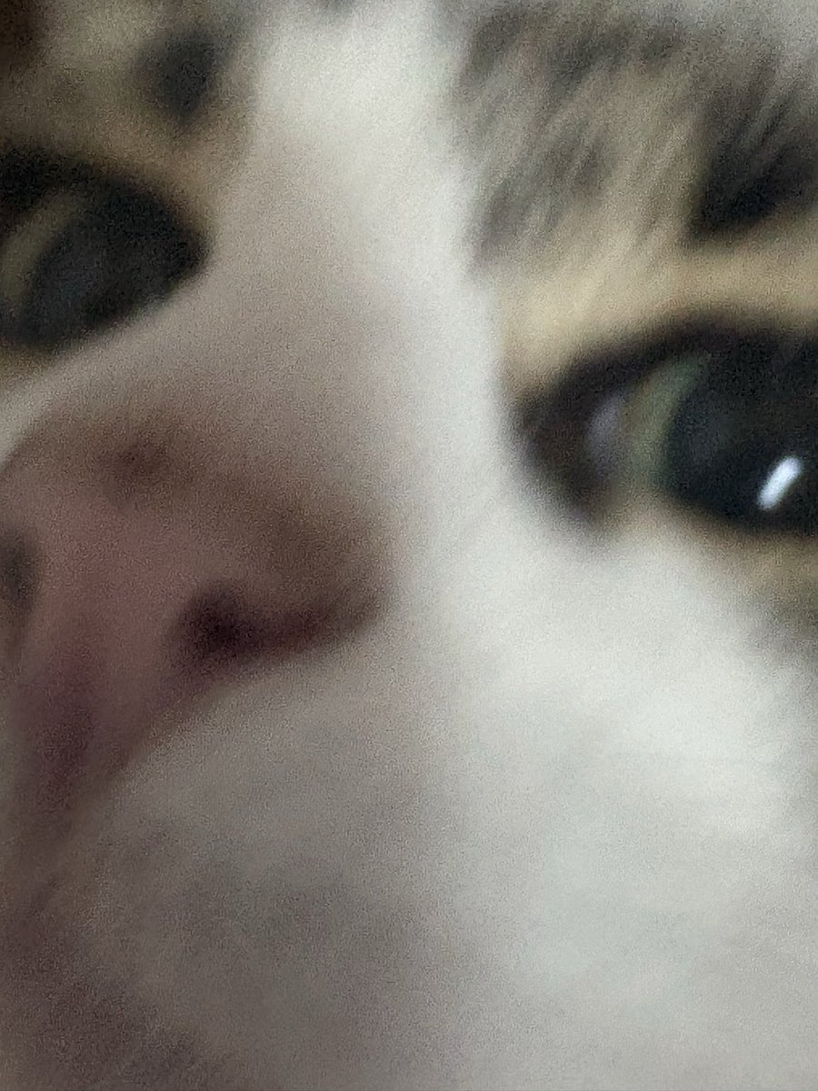 BB🐈‍⬛ (@bbgattonero) on Twitter photo 