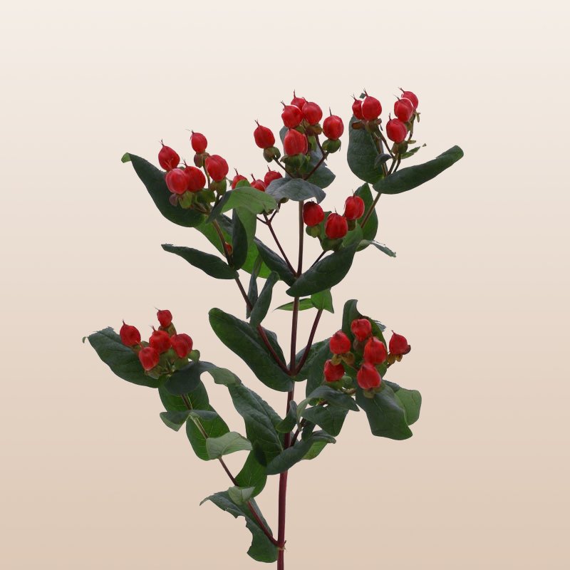 ebloomsdirect's tweet photo. Hypericum Red -FARM Fresh direct-Free Delivery 🇺🇸 https://t.co/nP5IBAfySB