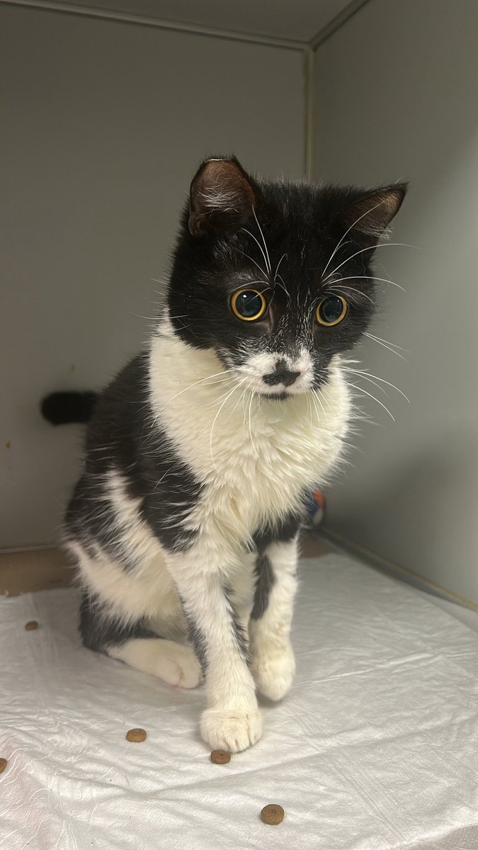 Merhaba ben Zeytin, gözlerim görmüyor, ama gören kedilerden hiç farkım yok. Birisi bana dokununca mutluluktan hemen gurulduyorum. Klinikte aylardır çok yalnızım, lütfen yuva bulmakta bana yardım eder misiniz? Paylaşın rica ederim. 🥹