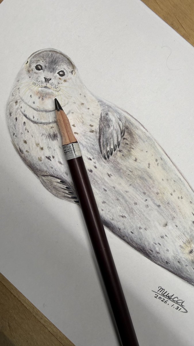 ブチハイエナ　色鉛筆画 今月描いた絵は ブチハイエナ アメマス オジロワシ ゴマフアザラシ