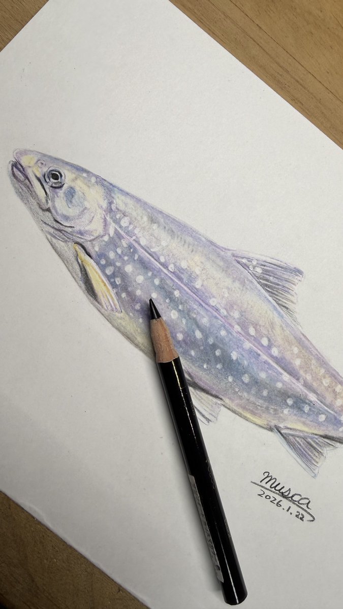 今月描いた絵は ブチハイエナ アメマス オジロワシ ゴマフアザラシ