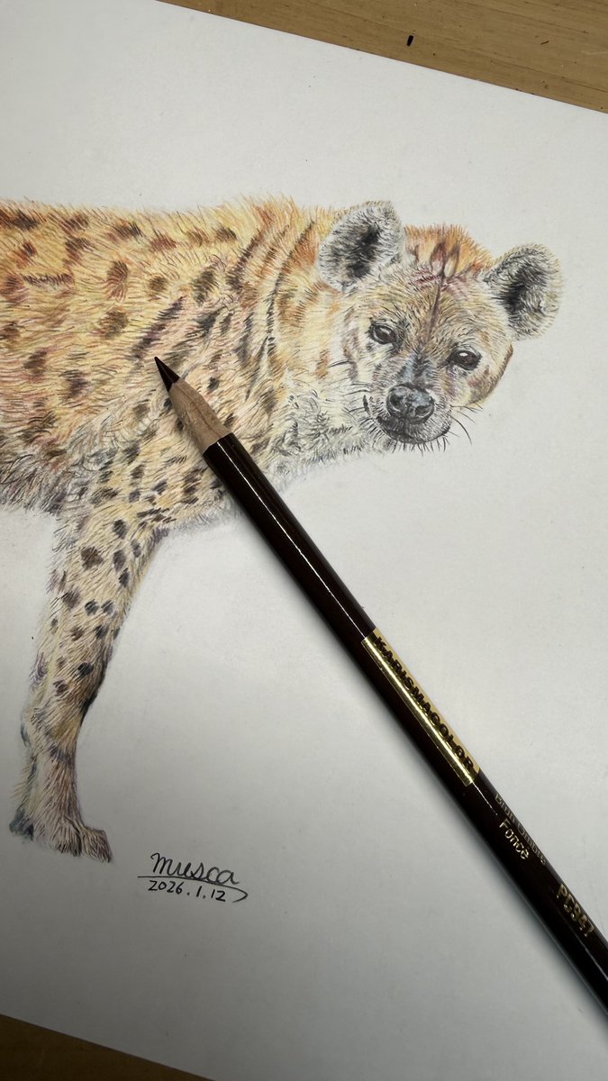 ブチハイエナ　色鉛筆画 今月描いた絵は ブチハイエナ アメマス オジロワシ ゴマフアザラシ
