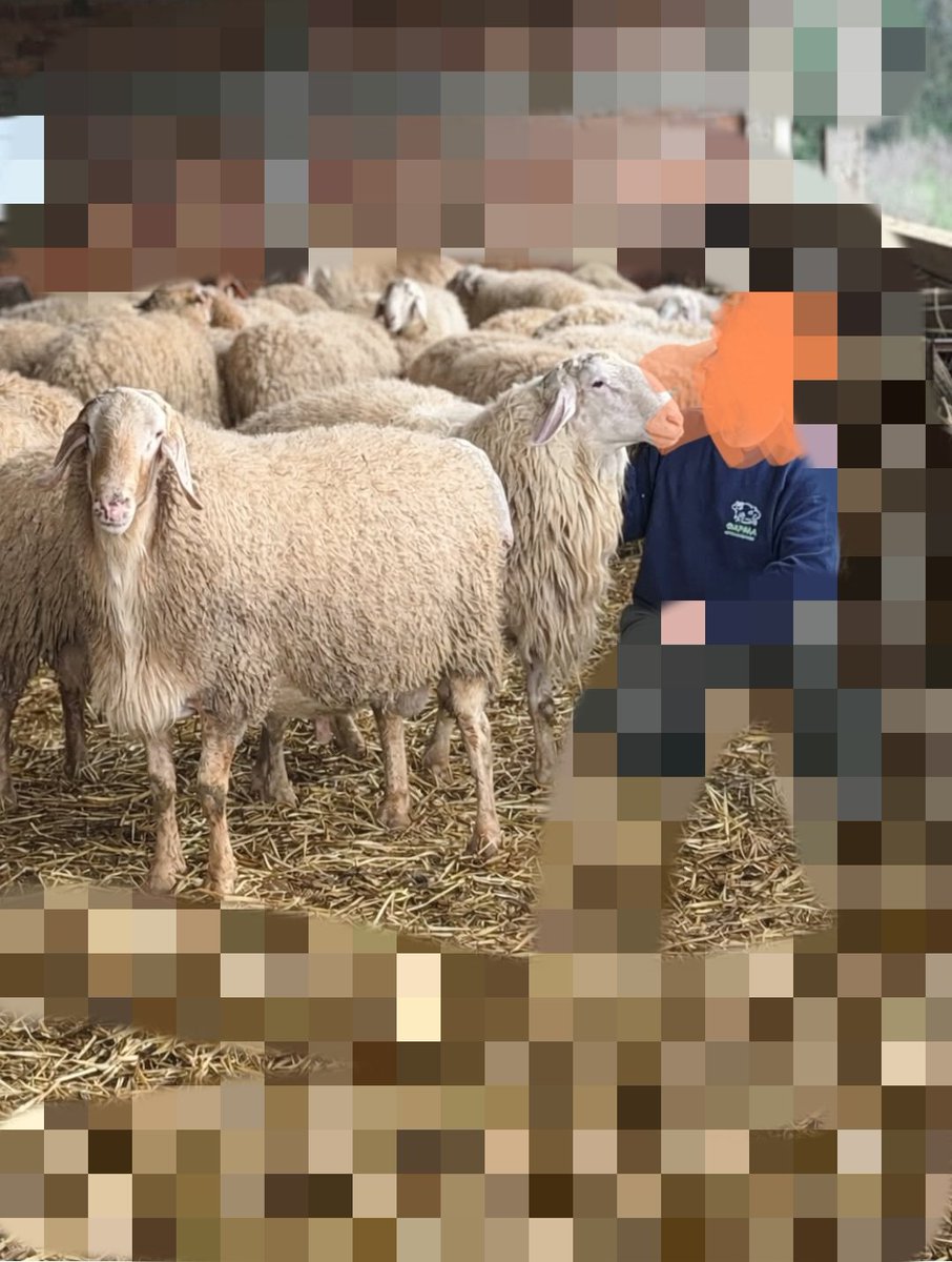 Οι αλήτες που δεν αφήνουν τον γκοζμάκι να εμβολιάσει για την εβλογιά.Όλα τα ζώα χωρίς ενώτια,ούτε καν τρύπες στα αυτιά, σημάδι ότι ΙΣΩΣ κάποια στιγμή φορούσαν.Αταυτοποιητα και άρα άνευ ελέγχου ζώα.Συζητήστε για πρωτόκολλα και καταγραφές μετά και θα βγούμε κάποτε απ'την επιτήρηση.