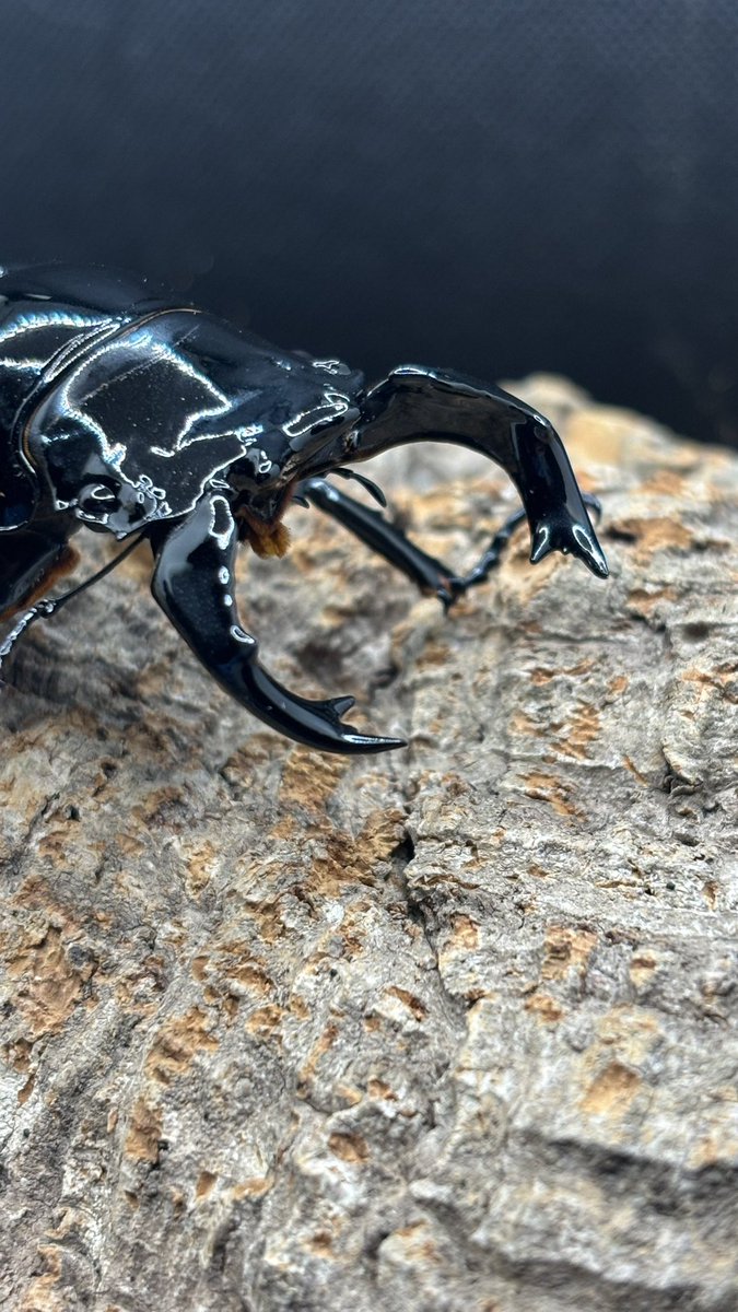 タランドゥス トリオ タランドゥスの出品はこの後数ヶ月後になります