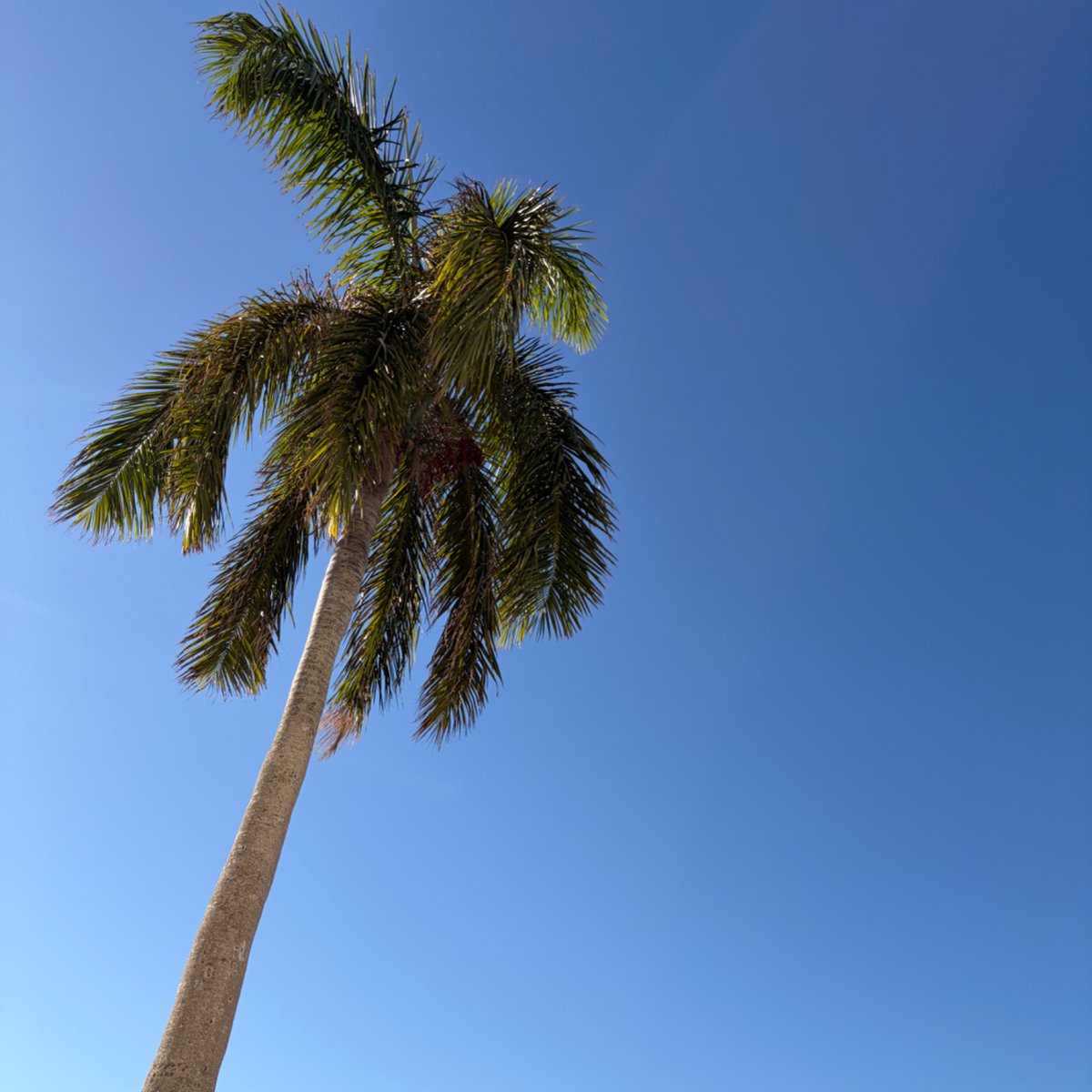 Raheem J. Kassam tweet media