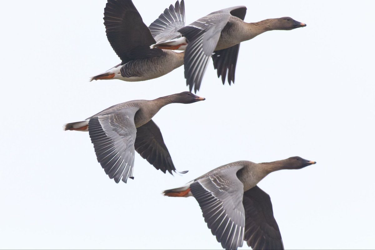 tyneWearbirding tweet picture
