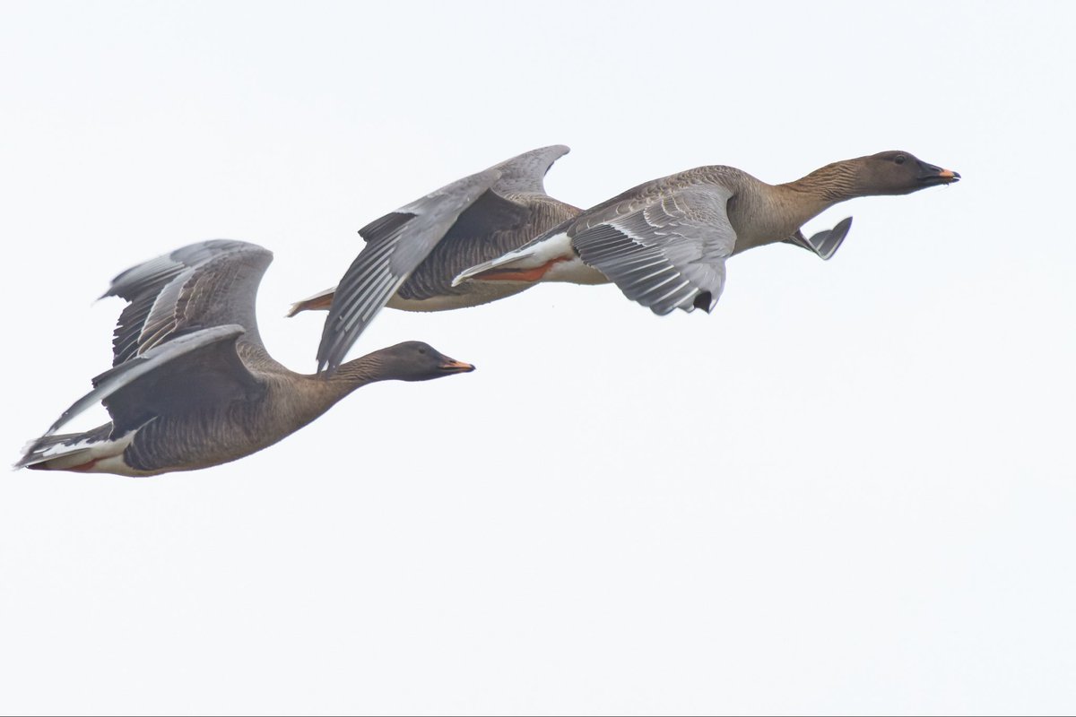 tyneWearbirding tweet picture
