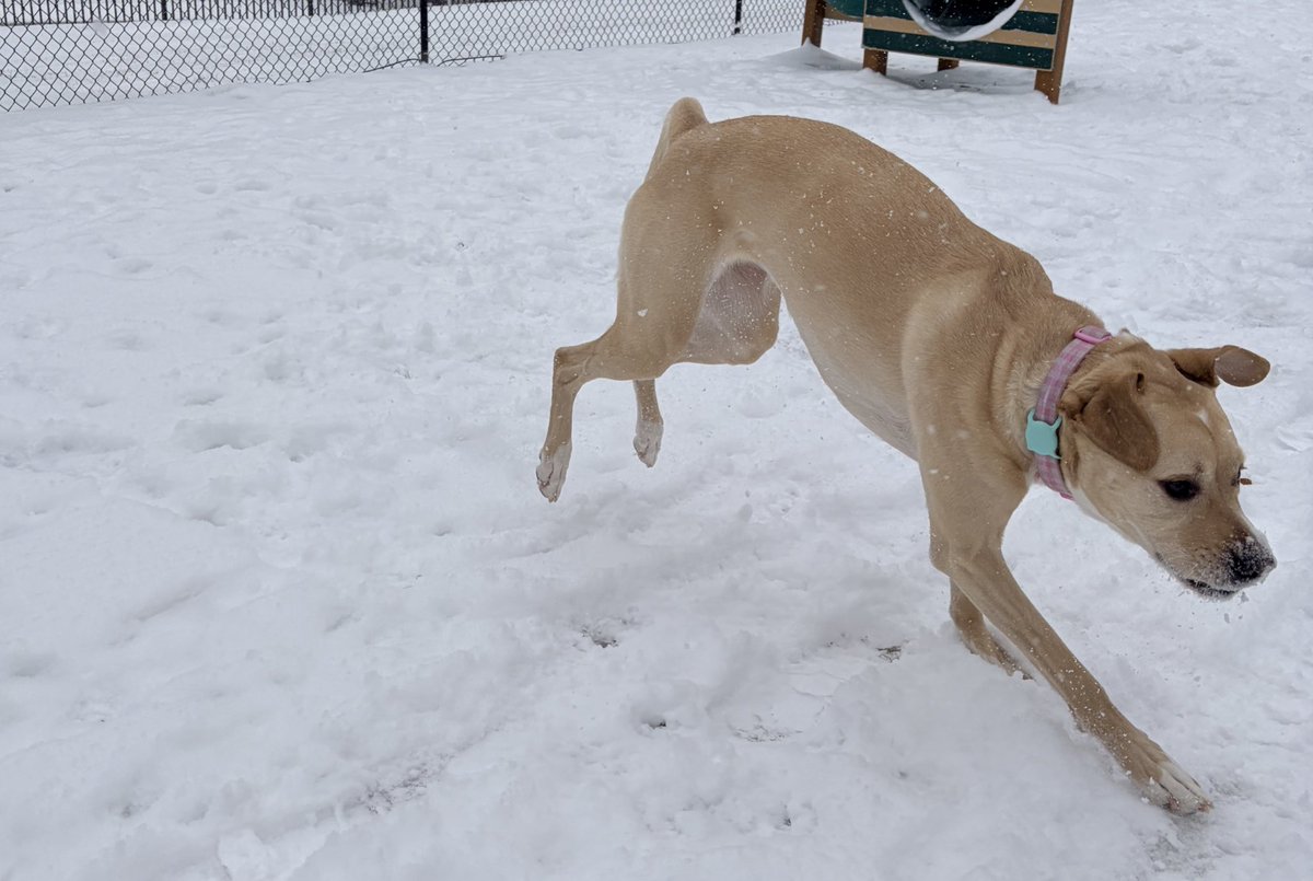 Rosie enjoys a good North Carolina snow day