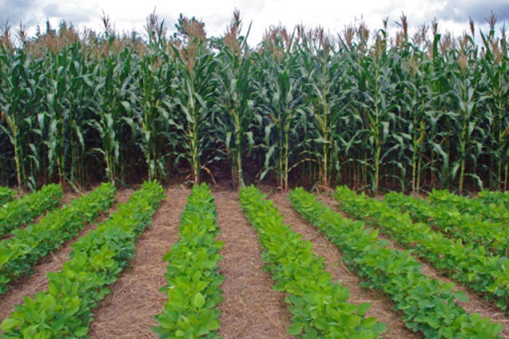 WorldlyHQ's tweet photo. Modern #farming practices are #environmentally friendly, help farmers👩‍🌾🧑‍🌾reduce costs &amp; increase the quality of production https://t.co/mnj2cJKZON