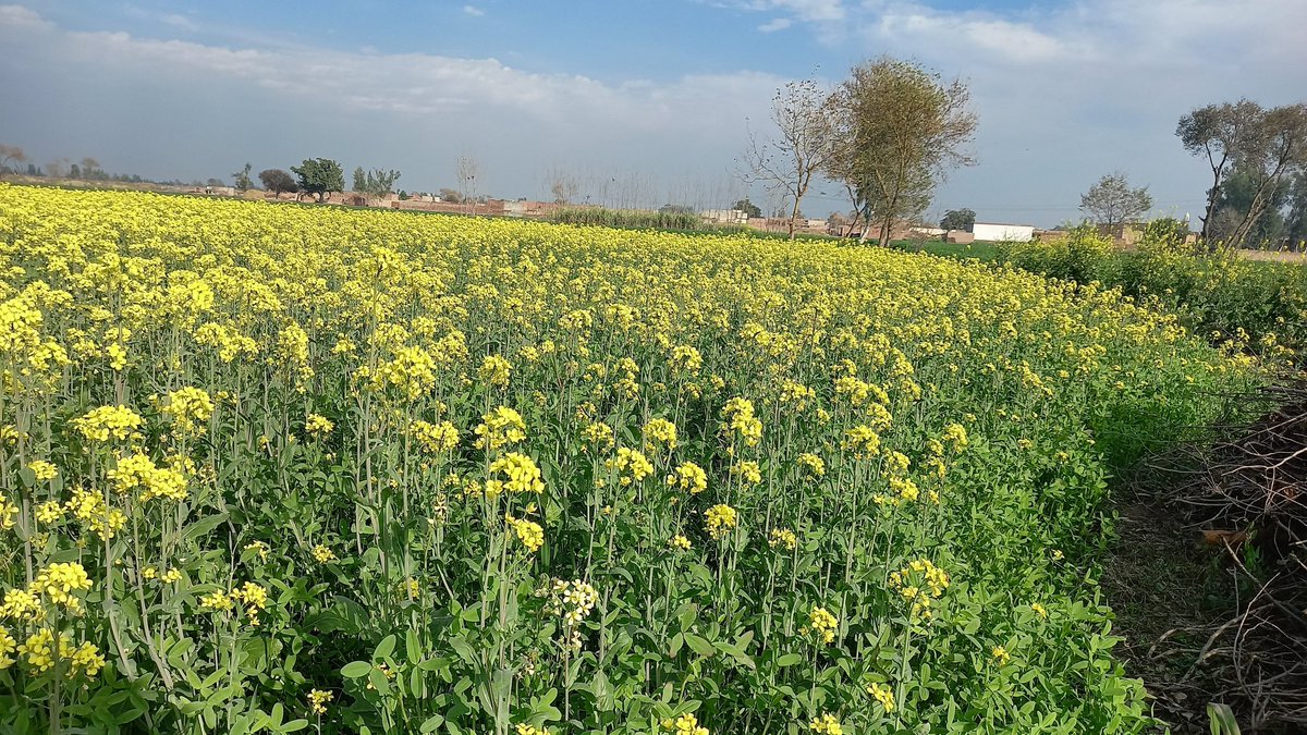 کھلی زمینوں میں جب بھی سرسوں کے پھول مہکیں تم
 ایسی رت میں سدا مرا انتظار کرنا 
محسن نقوی
ਖੁੱਲੀਆਂ ਜ਼ਮੀਨਾਂ ਵਿੱਚ ਜਦੋਂ ਵੀ ਸਰੋਂ ਦੇ ਫੁੱਲ ਮਹਿਕਣ ਤੂੰ
ਐਹੋ ਜਿਹੀ ਰੁੱਤ ਵਿੱਚ ਸਦਾ ਮੇਰਾ ਇੰਤਜ਼ਾਰ ਕਰਨਾ
— ਮੋਹਸਿਨ ਨਕਵੀ
#Punjab #winter #Cuba