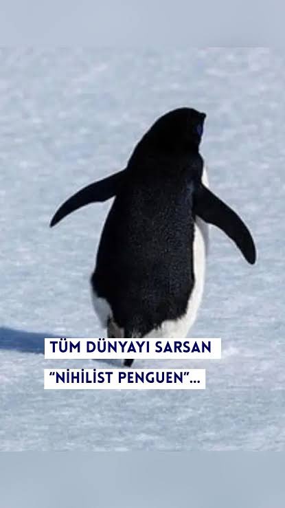 Şule karael 🌸 tweet media