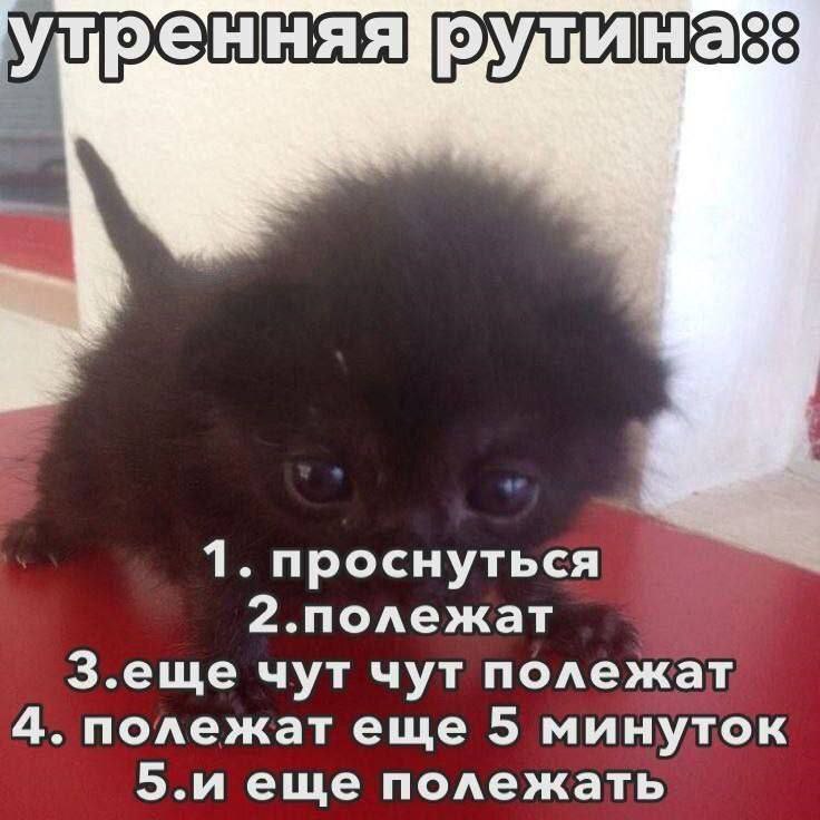 cats, i love cats tweet media