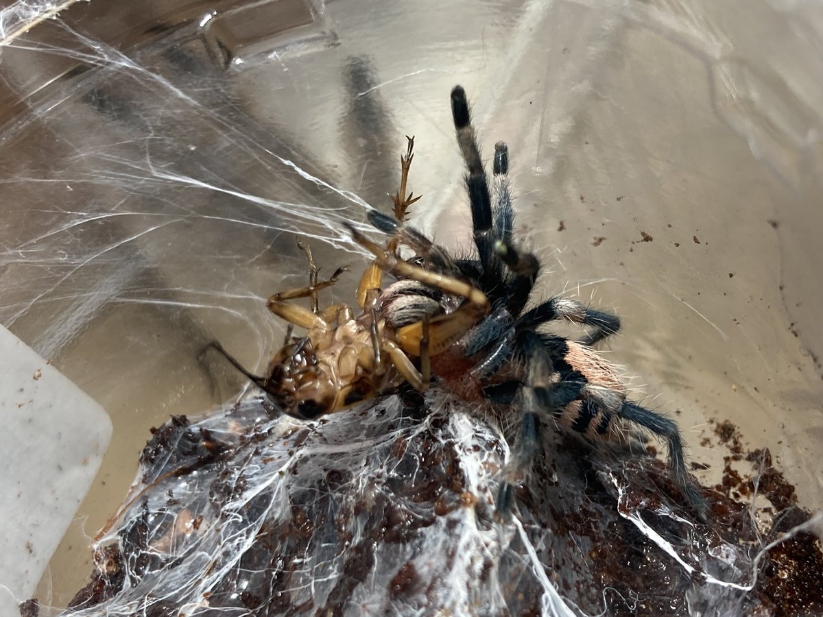 さっちゃん🐛🦂🕷 (@BugsLife3939) / Posts / X